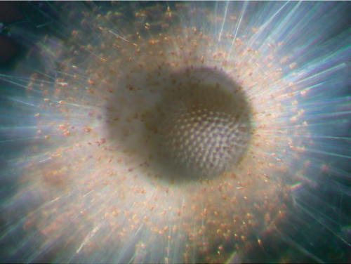 圖一: 浮游有孔蟲 Globigerinoides sacculifer （相片來源：Katsunori Kimoto）